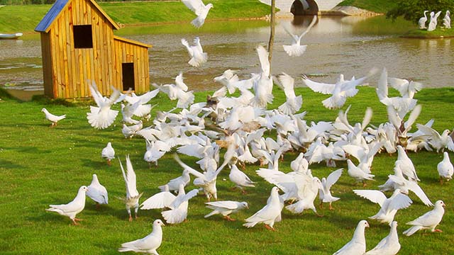 俗称园区鸽子窝位于万安园月牙湖与万安桥旁，有着祥和温馨的美好景观.jpg